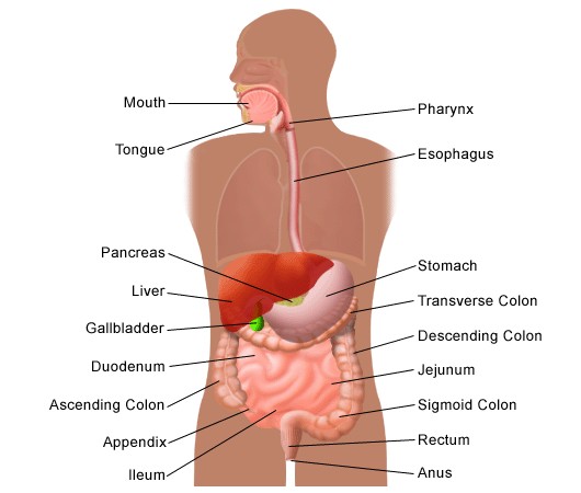 Gas in the Digestive Tract - Maximed Turkey Health Services