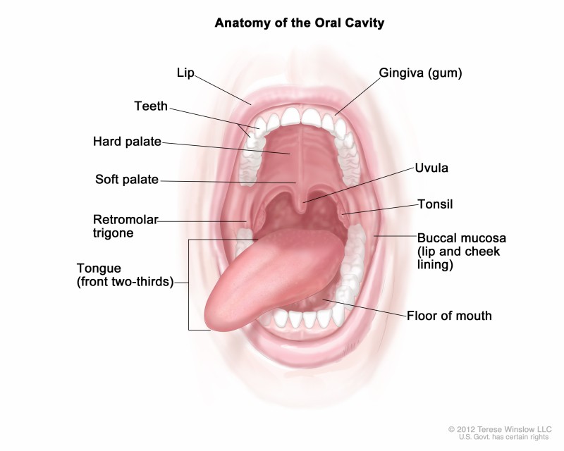 Рак полости рта - причины, профилактика и лечение