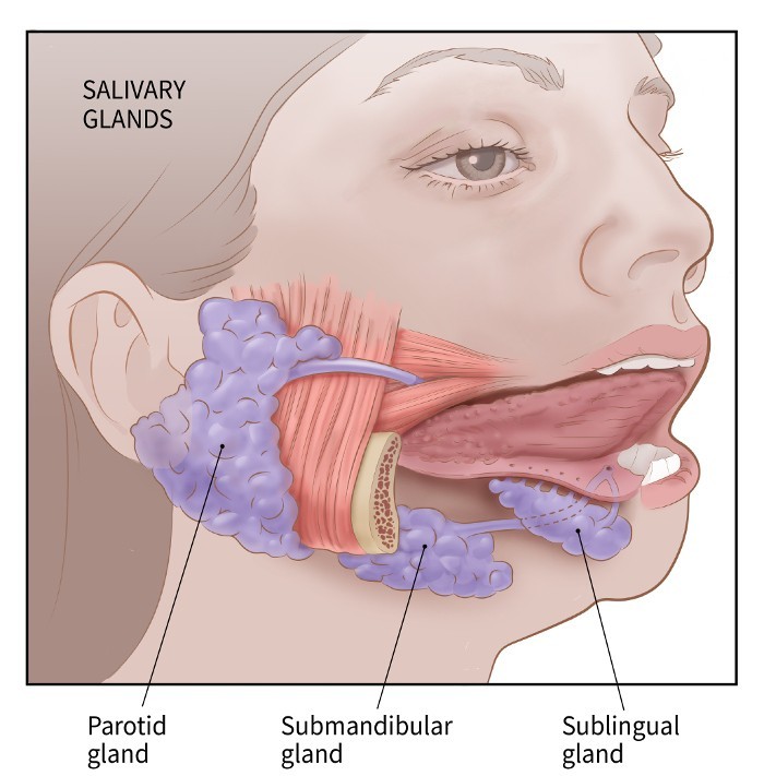 Salivary Gland Cancer -Symptoms, Diagnosis and Treatment