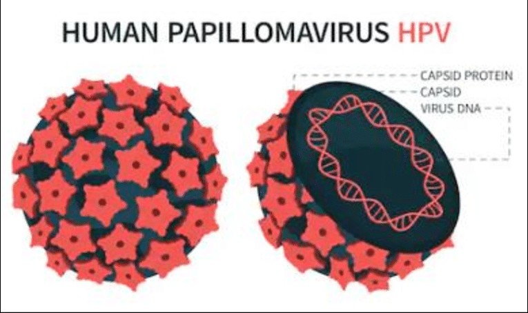 Humanes Papillomavirus – HPV – Symptome und Behandlung