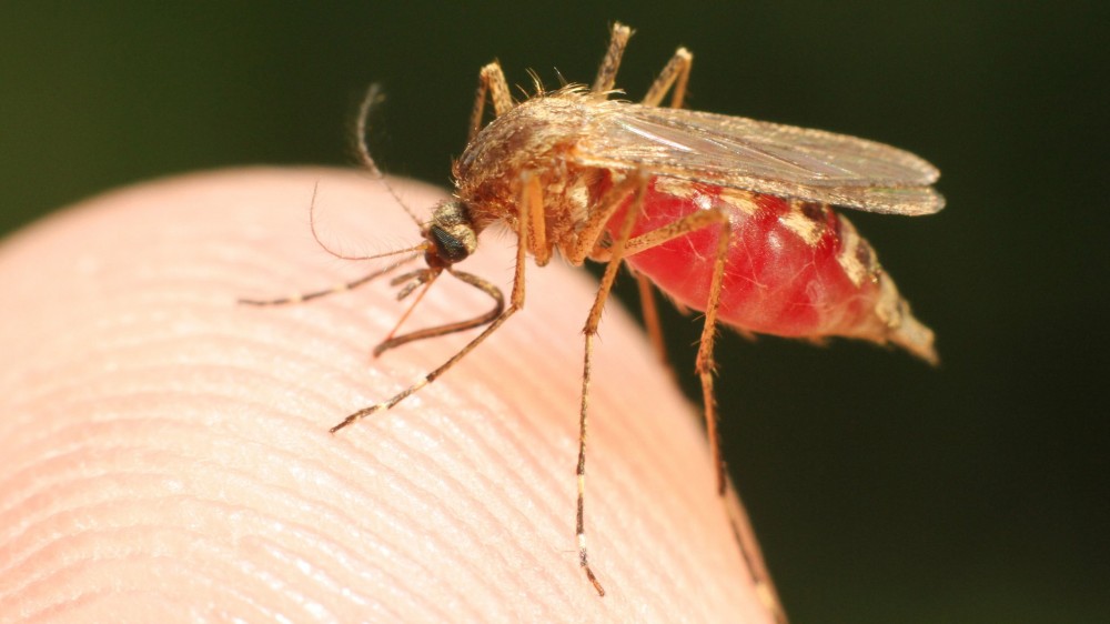 Malaria – Symptome, Ursachen und Behandlung