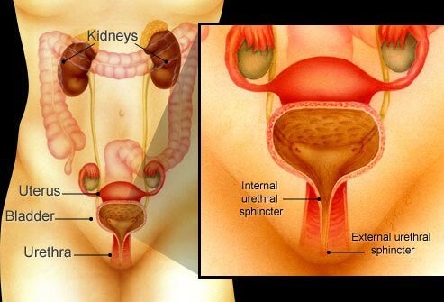 Urinary Incontinence - What You Need To Know